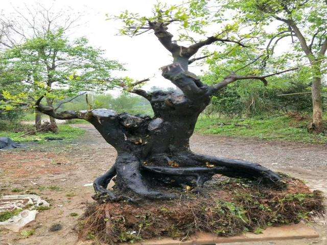 王大叔挖到一棵金弹下山桩