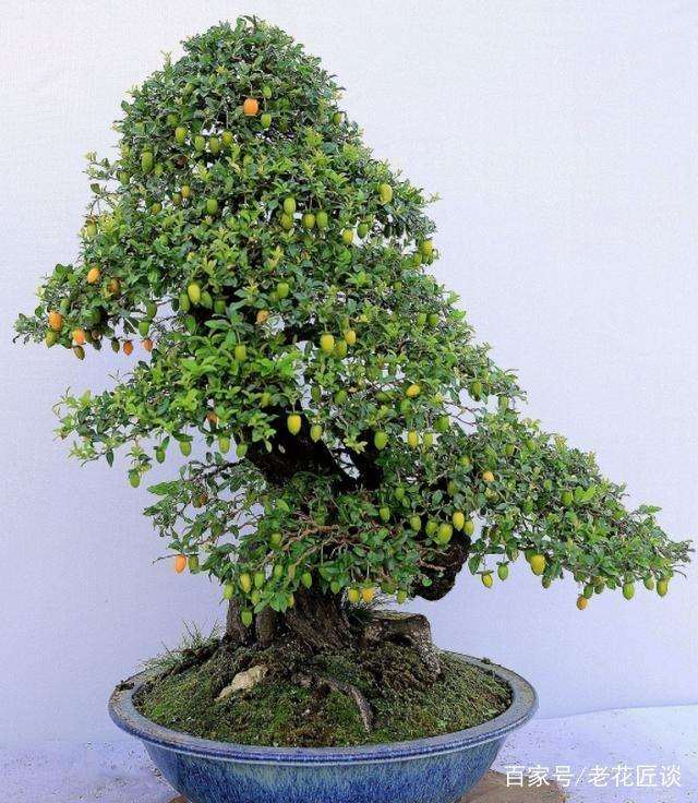 金弹子盆景最适宜上盆的时间是春季