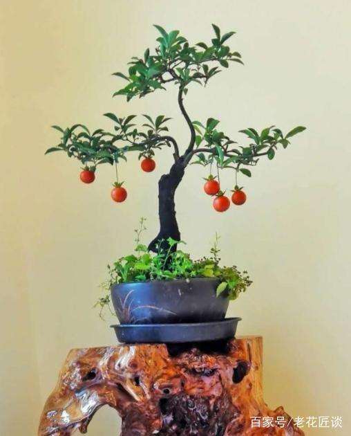 金弹子盆景的选株嫁接技巧