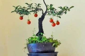 金弹子盆景的选株嫁接技巧