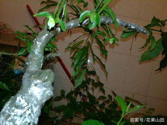 怎么让金弹子盆景挂果