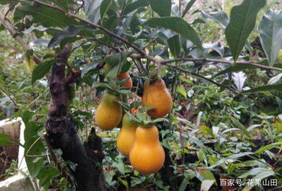 怎么让金弹子盆景挂果