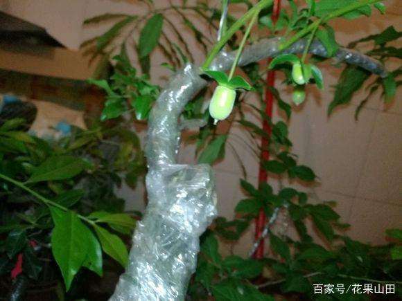 怎么让金弹子盆景挂果