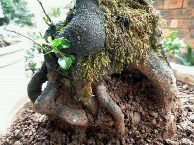 金弹子下山桩怎么入盆造型