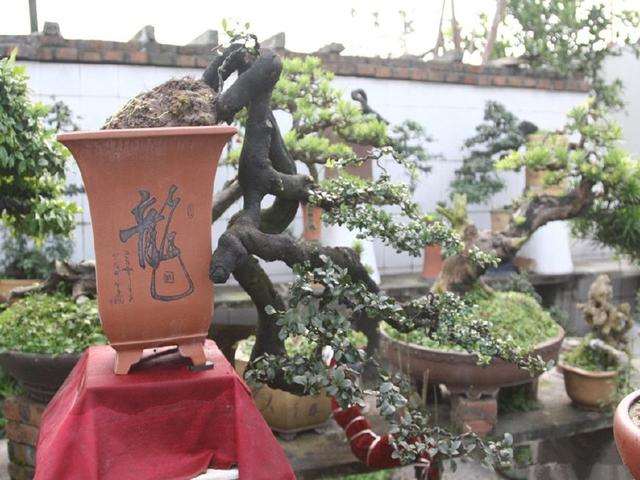 金弹子下山桩怎么入盆造型