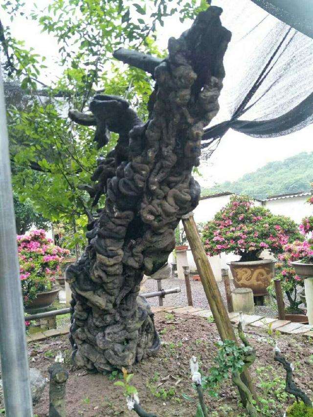 想金弹子下山桩快速发芽