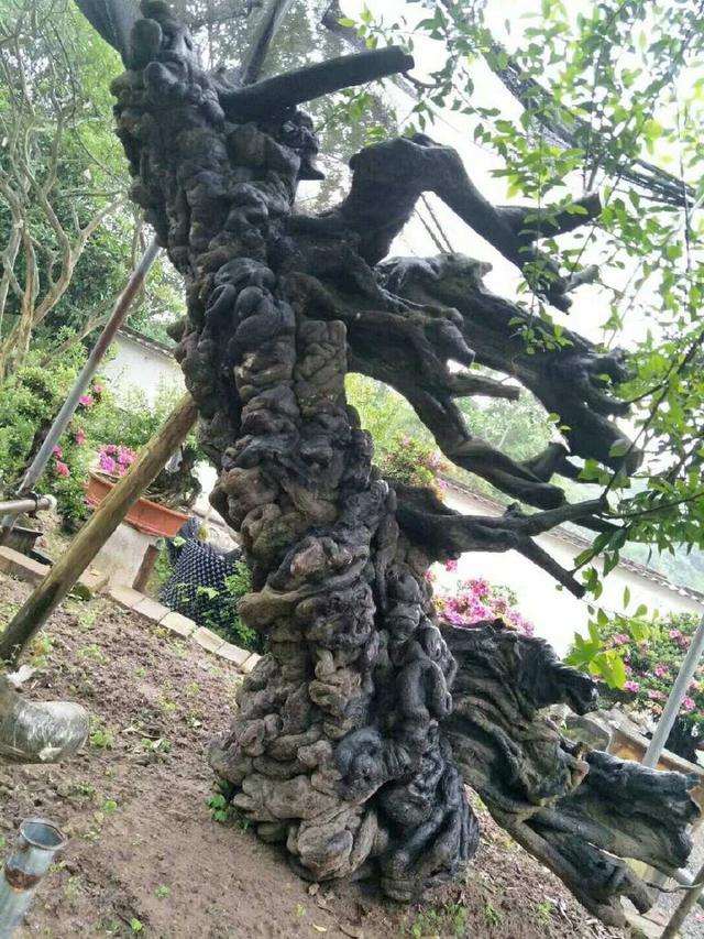 想金弹子下山桩快速发芽