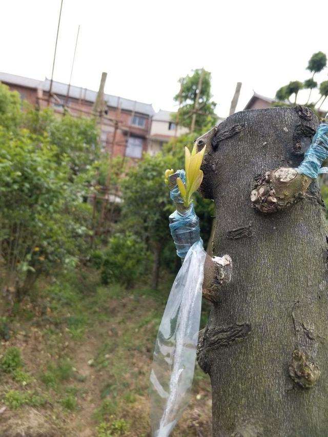 想金弹子下山桩快速发芽