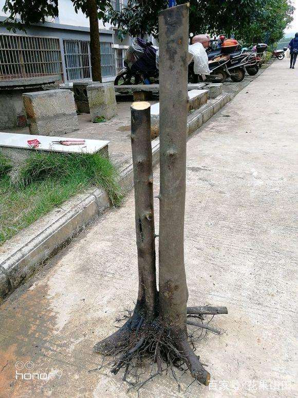 看我是如何套袋养护双杆金弹子下山桩发芽的