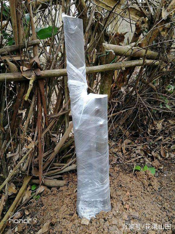 收到一棵双杆金弹子下山桩