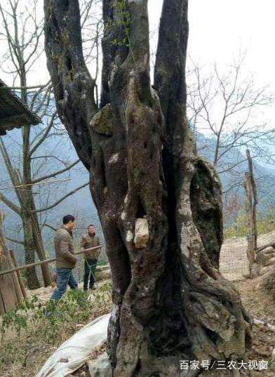 8米高金弹子下山桩怎么造型