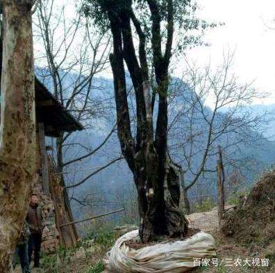 8米高金弹子下山桩怎么造型