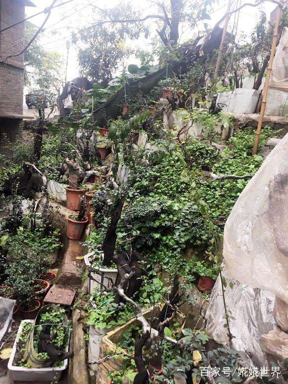 上百盆金弹子熟桩下山桩