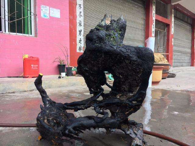 小小金弹子下山桩 助大家走上致富路