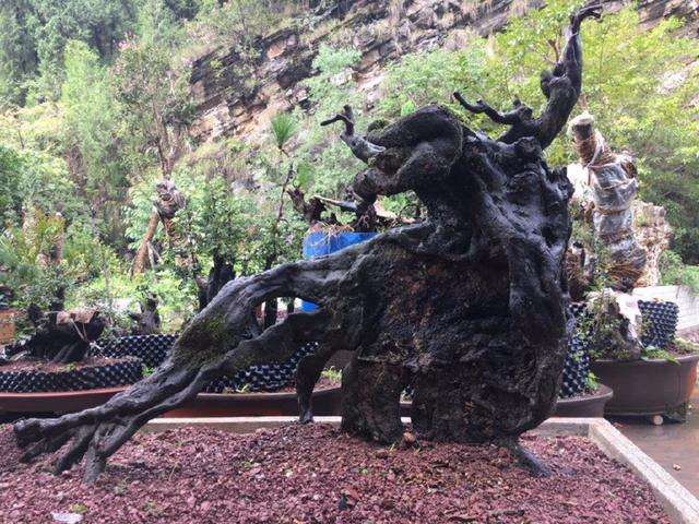 小小金弹子下山桩 助大家走上致富路