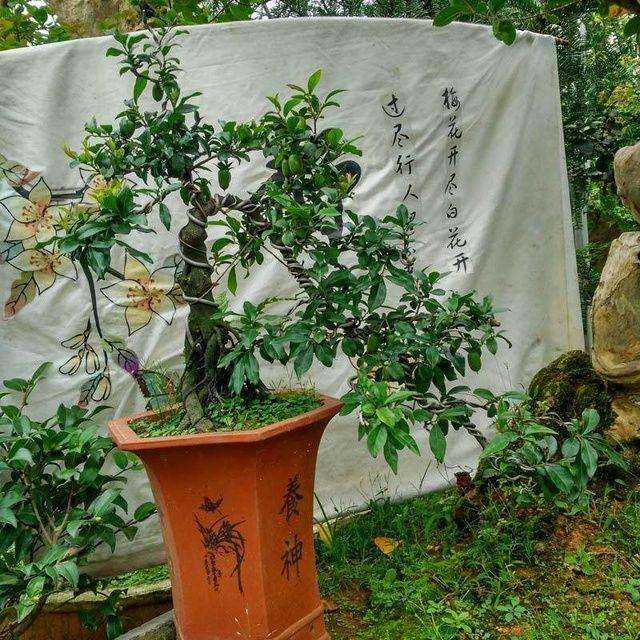 金弹子盆景种子什么时候播种最好