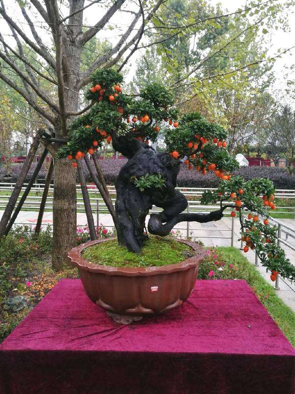 金弹子盆景种子什么时候播种最好