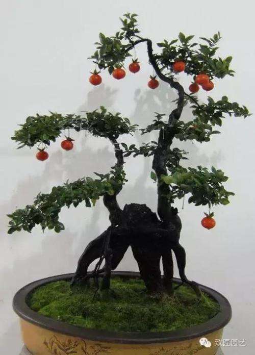 金弹子盆景种子什么时候播种最好