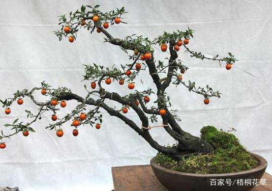 金弹子下山桩 做成盆景 价格涨了几十倍