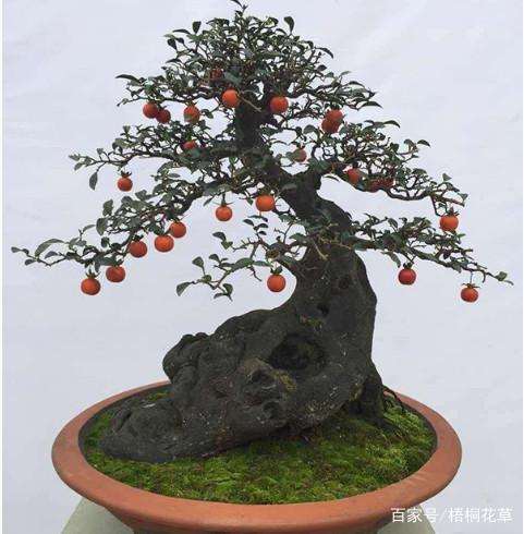 金弹子下山桩 做成盆景 价格涨了几十倍