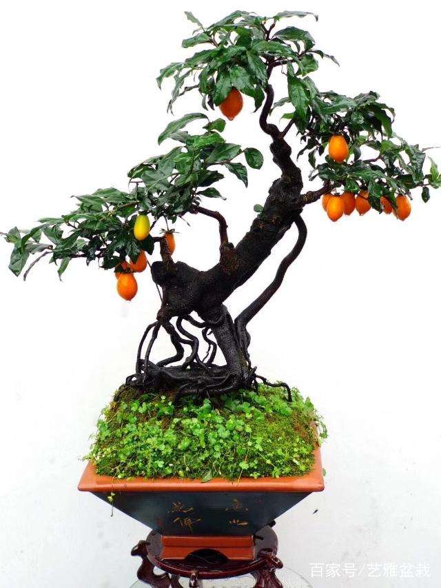 金弹子盆景开花结果后怎么换盆与修剪