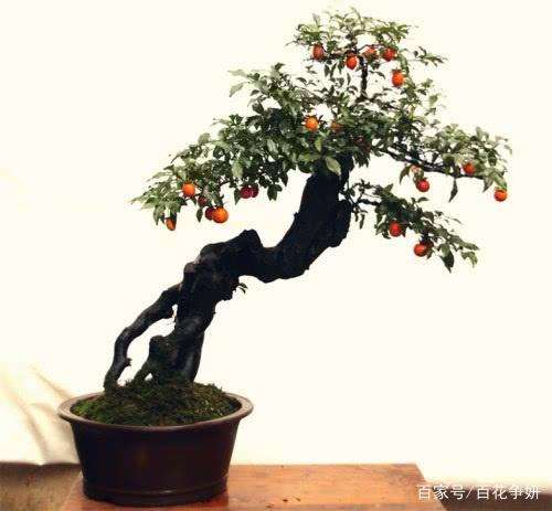 金弹子盆景开花结果后怎么换盆与修剪