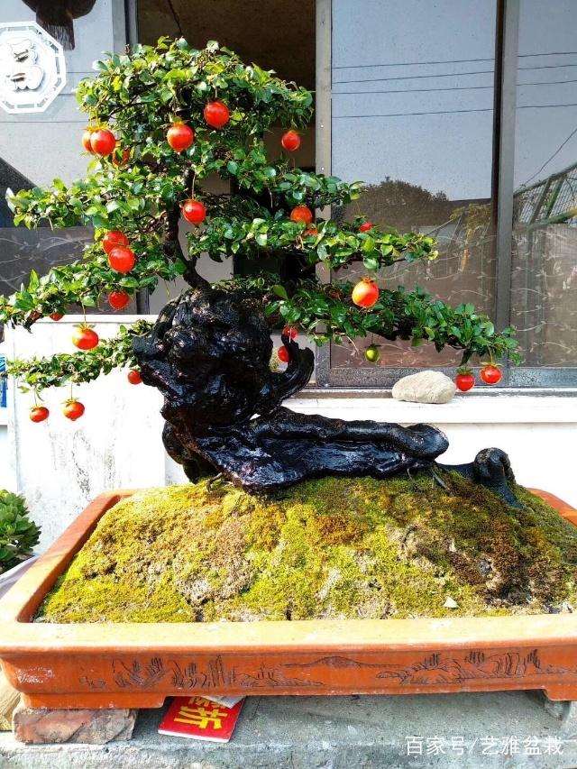 金弹子盆景在夏天经受50度的高温直射问题