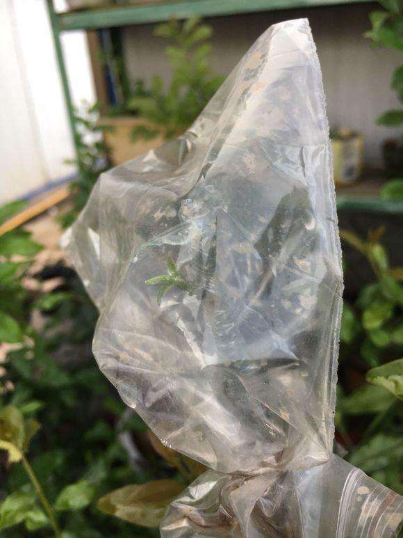 金弹子下山桩来芽了