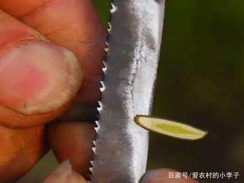 金弹子盆景的嫁接手法