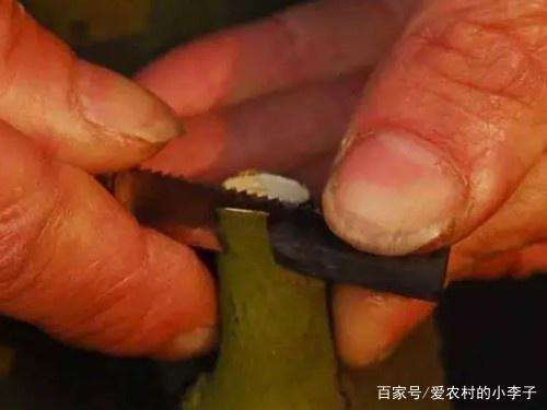 金弹子盆景的嫁接手法