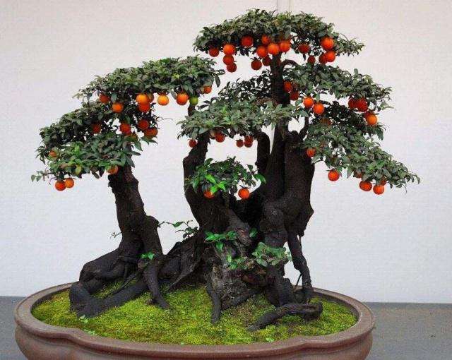 金弹子盆景的嫁接手法