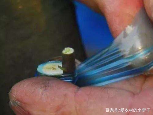 金弹子盆景的嫁接手法