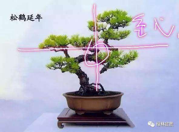 图解 如何设计盆景的金三角比例