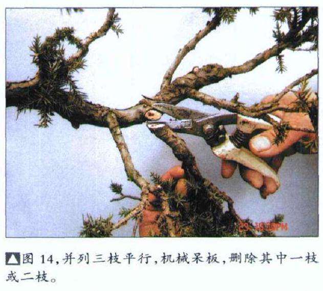 图解 如何修剪盆景的大飘枝