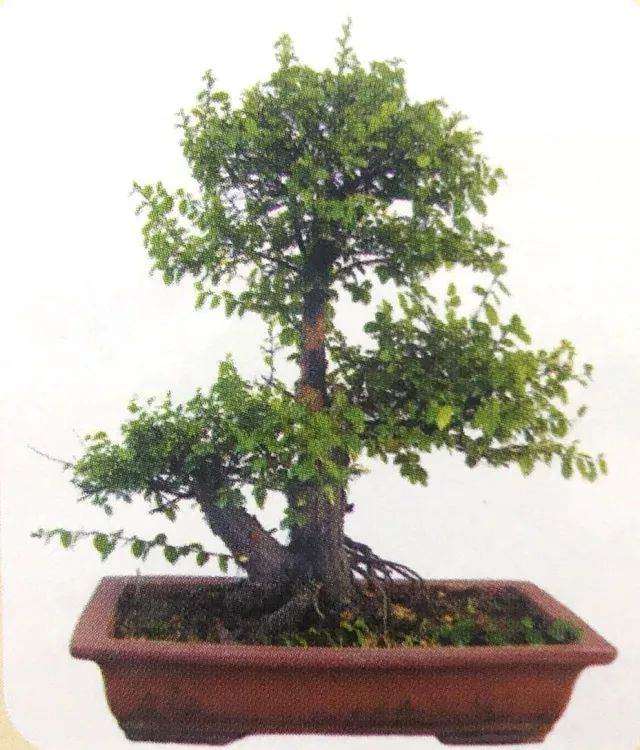 图解 用岭南派盆景造型方法制作雀梅盆景