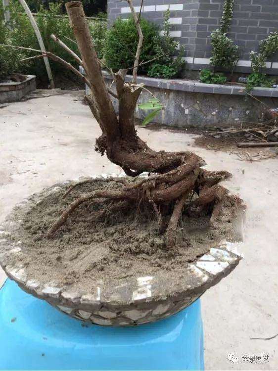 论画图的重要性 分享几组石榴盆景效果图