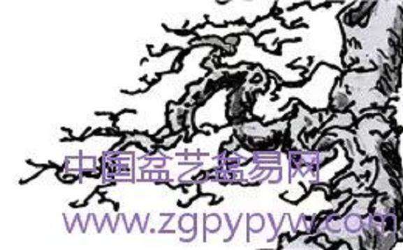 是图照12局部枝托放