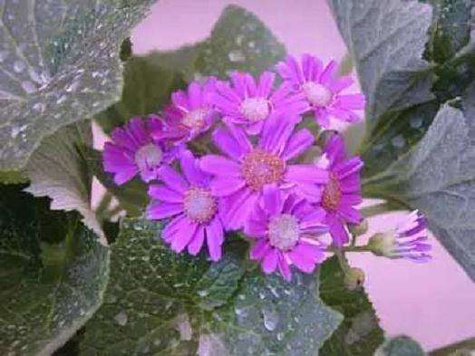 瓜叶菊白粉病的防治方法