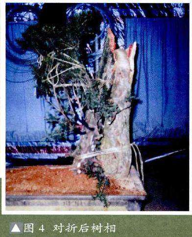 图解 怎么用拿弯方法来制作刺柏盆景