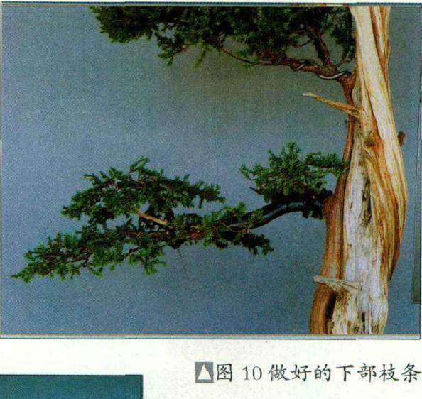 图解 普通直干柏树盆景怎么制作的13个步骤