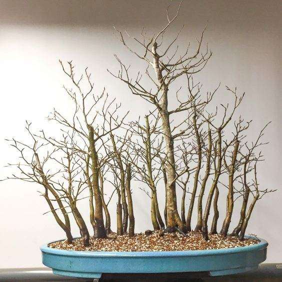 图解 如何清理日本山毛榉丛林盆景