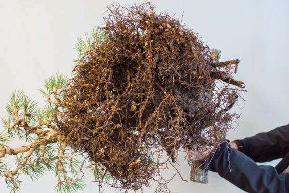 图解 如何将景观树制作成盆景 第5部分