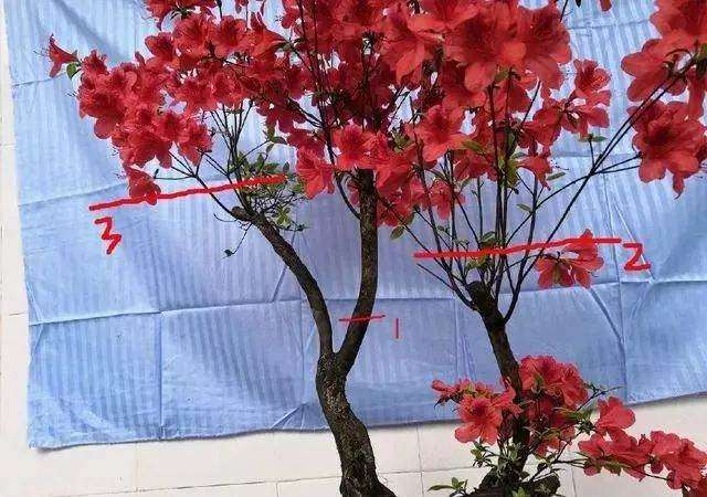 杜鹃盆景怎么发芽修剪 用什么方法 图片