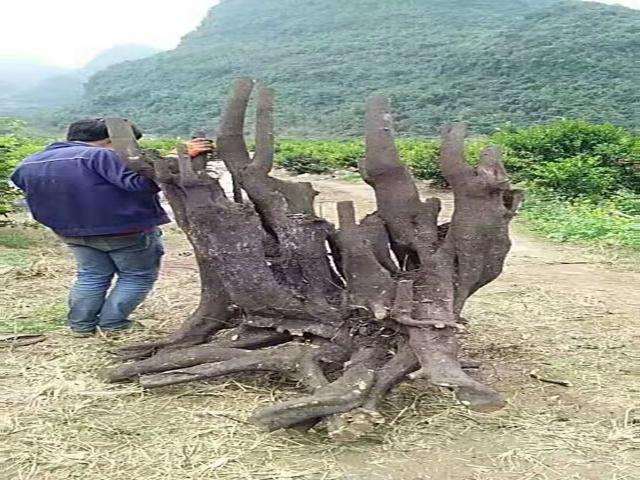 表哥挖到一棵金弹子下山桩