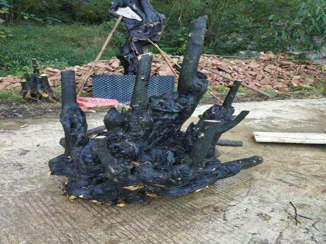 表哥挖到一棵金弹子下山桩