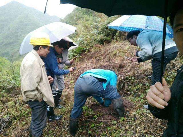 表哥挖到一棵金弹子下山桩