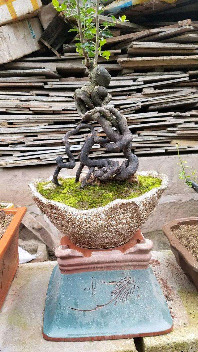 分享两盆丛林金弹子盆景