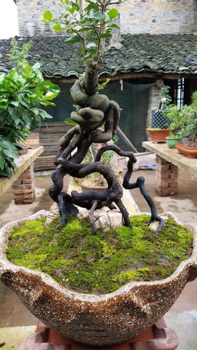 分享两盆丛林金弹子盆景