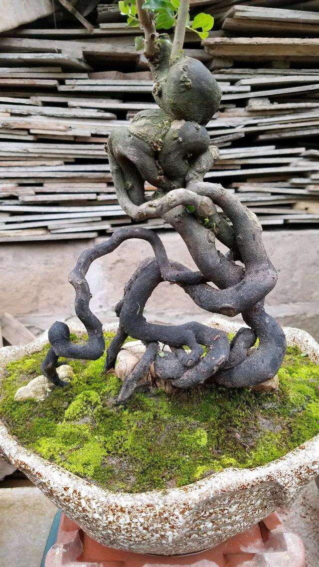 分享两盆丛林金弹子盆景