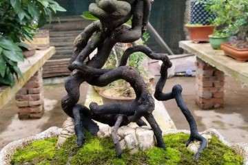 分享两盆丛林金弹子盆景 大家看看制作如何？